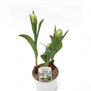 Túlípanar í potti