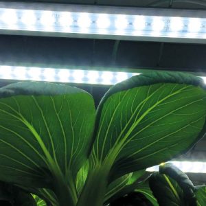 Plöntuljós LED Nr1, 15W 60cm