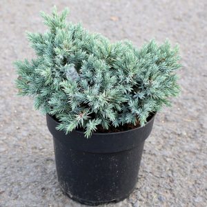 Himalajaeinir ´Blue Carpet’