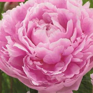 Paeonia, Sarah Bernhardt, 1 stk