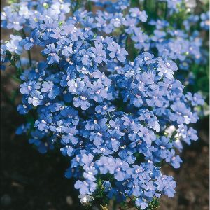 Nemesia Blue Gem