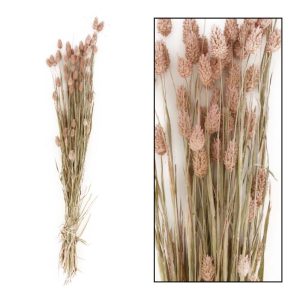 Bunch phalaris 76 cm - bleik