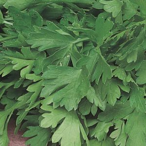 Steinselja - Parsley