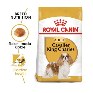 Cavalier King Charles Adult