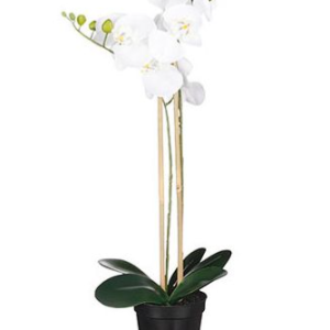 Phalaenopsis í potti hv. H70cm