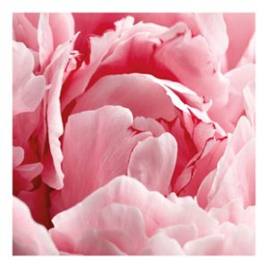 Peony kort (lítið)