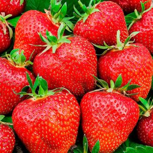 Fragaria Ostara jarðarberjaplanta