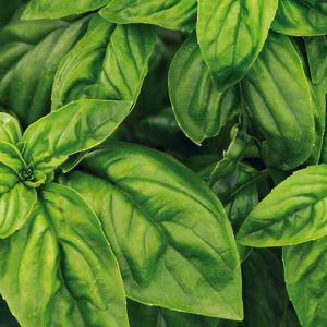 Basilíka - Ordinary