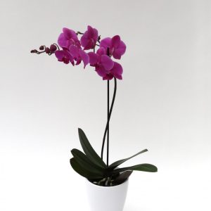 Orkidea 1 stöngull