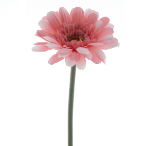 Gerbera Minako