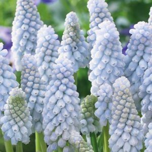 Perlulilja Muscari, ljósbláir, 8 stk