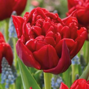 Túlípanar Miranda - rauðir, 8 stk