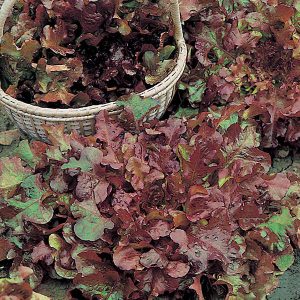 Blaðsalat - Salad Bowl Red