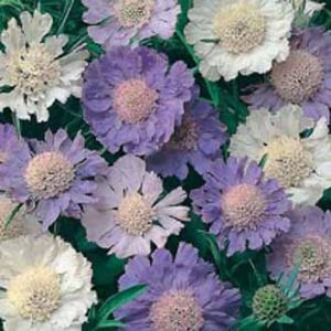 Scabious - Border mixed