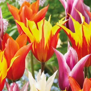 Túlípanar mixed - blandaðir, 8 stk