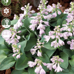 Hosta Blue Mouse Ears, 1 stk