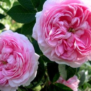 Dronningen af Danmark rós