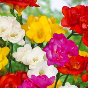 Freesia Double mixed, 10 stk