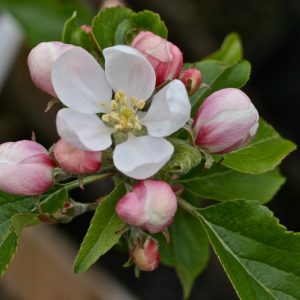 Transparent Blanche eplatré