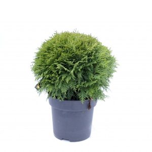 Kanadalífviður ´Danica´