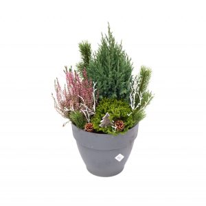 Útiskreyting með sýprus