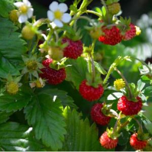 Vesca ‘Rügen’ jarðarberjaplanta