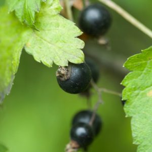 Ribes Nigrum ´Narve Viking´