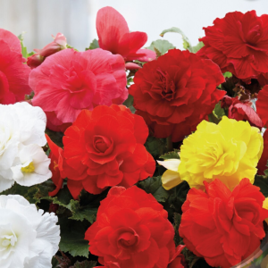 Begonia - Double Mixed, 3 stk