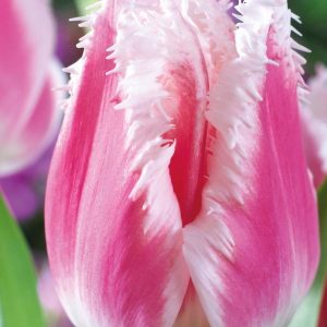 Túlípanar rifflaðir Bell Song - bleikir, 8 stk