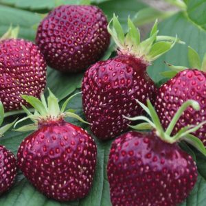 Fragaria Cherryberry jarðarberjaplanta