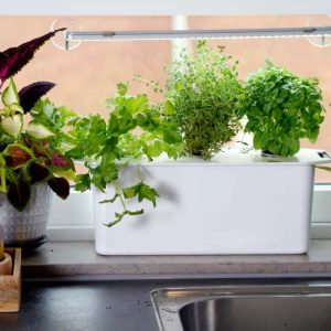 Harvy 3 vatnsræktunarkassi