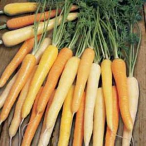 Gulrætur - Rainbow F1