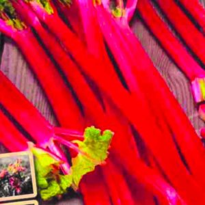 Rabarbari Red Champagne, 1 stk