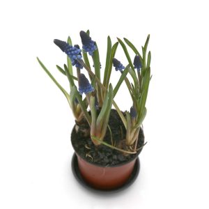 Perluliljur - Muscari