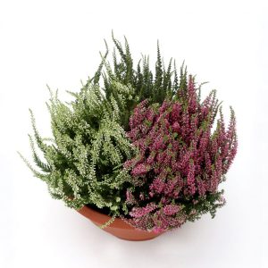 Haustskreyting í skál - callunur