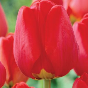Túlípanar Apeldoorn - rauðir, 25 stk