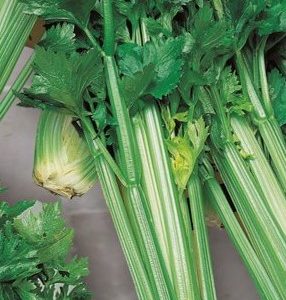 Sellerí - Green Sleeves