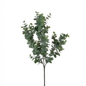 Eucalyptus grein