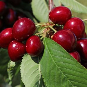 Prunus Avium ´Lapins´