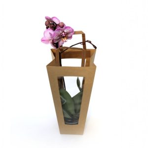 Orkidea í gjafapoka