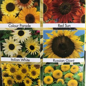 Sólblóm - Sunflower Collection
