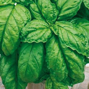 Basilika - Large leaved