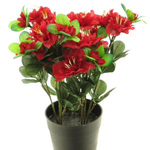 Azalea í potti rauð