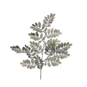 Robinia grein - grá