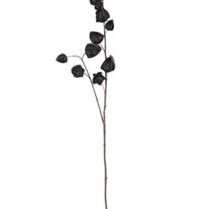 Chinese lantern gervigrein - svört