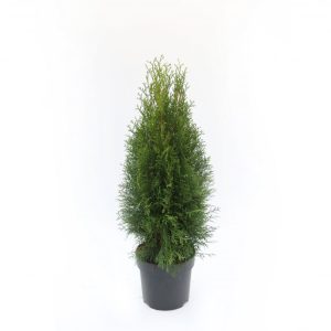 Kanadalífviður ´Smaragd´