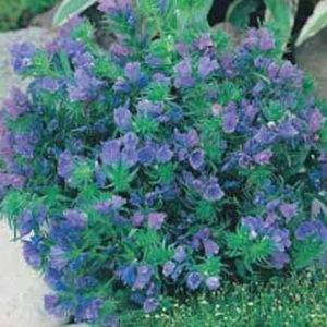 Echium - Blue Bedder