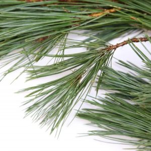 Sígrænt búnt - Silkifura