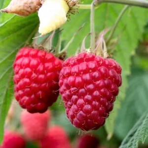 Rubus idaeus ´Heritage´