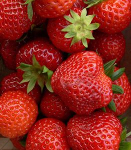 Fragaria Rumba jarðarberjaplanta